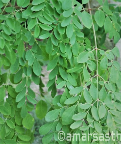 moringa-leaves-on-tree-ink
