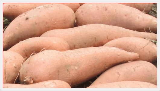 Sweet Potatoes