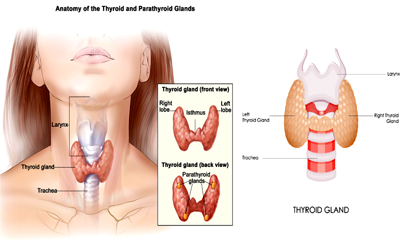 What is thyroid?