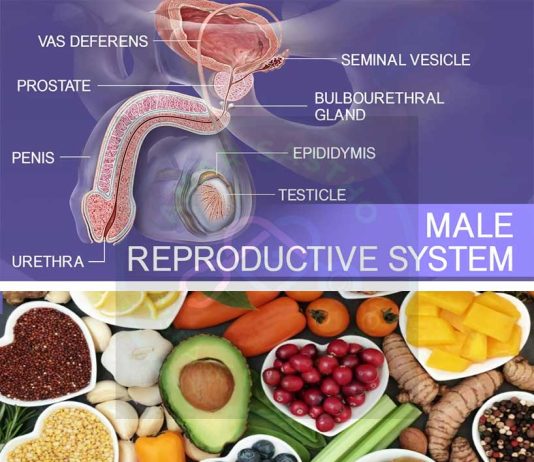 Food for Male and Female Sexual Health