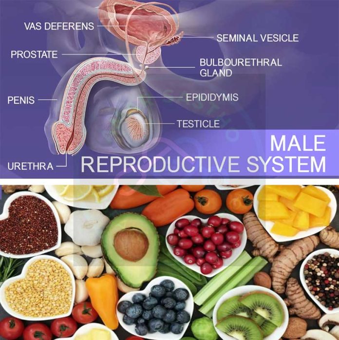 Food for Male and Female Sexual Health